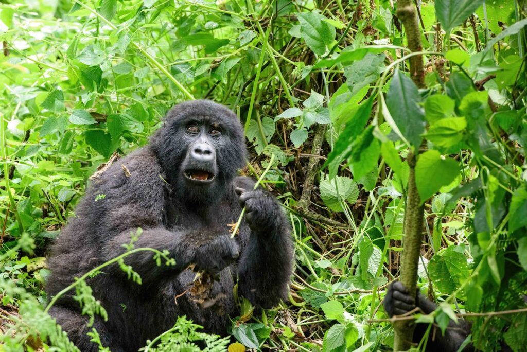 Gorilla Trekking in Uganda